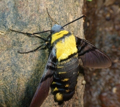 Sataspes