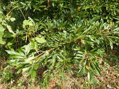 Lindera erythrocarpa