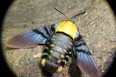 Sataspes