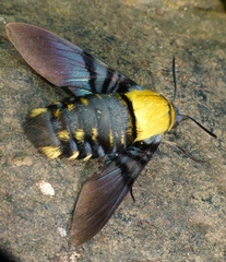 Sataspes