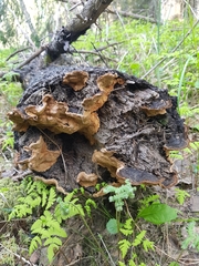 Phellinus abietis