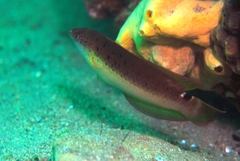 Austrolabrus maculatus