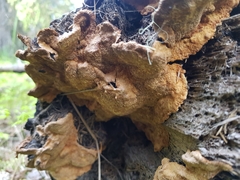 Phellinus abietis