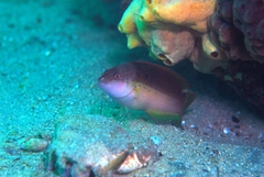 Austrolabrus maculatus