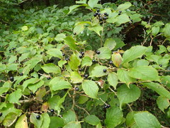 Symplocos sawafutagi