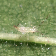 Hyaliodes