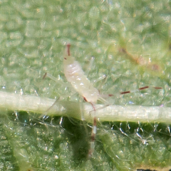 Hyaliodes