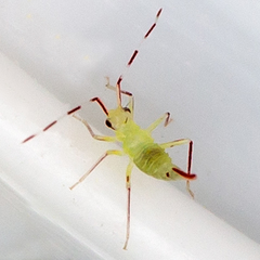 Hyaliodes