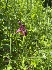Aquilegia oxysepala