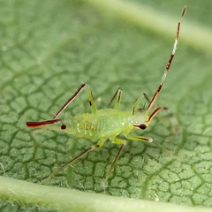 Hyaliodes