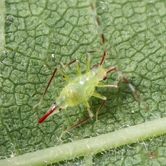 Hyaliodes