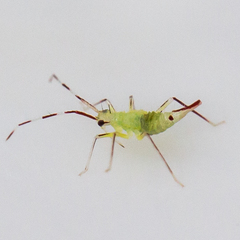 Hyaliodes
