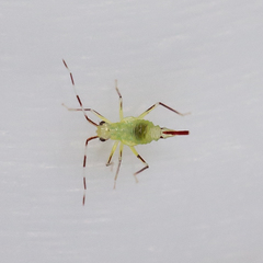 Hyaliodes