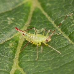 Hyaliodes