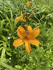 Hemerocallis middendorffii