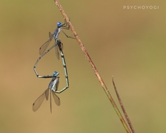 Lestes dorothea