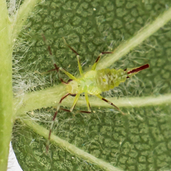 Hyaliodes