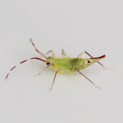 Hyaliodes