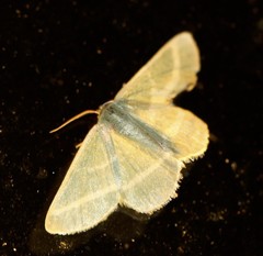 Mixocera latilineata