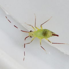 Hyaliodes