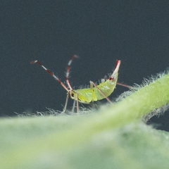 Hyaliodes