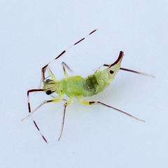 Hyaliodes