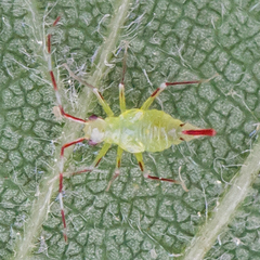 Hyaliodes