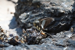 Coeliades forestan forestan