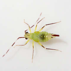 Hyaliodes