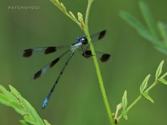 Orolestes octomaculatus