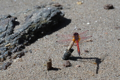 Trithemis arteriosa