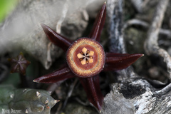 Duvalia caespitosa caespitosa