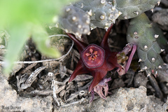 Duvalia caespitosa caespitosa