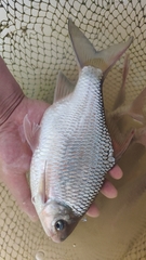 Scaphiodonichthys acanthopterus