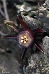 Duvalia caespitosa caespitosa