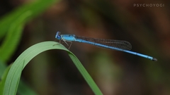 Ceriagrion azureum