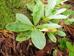 Rhododendron brachycarpum