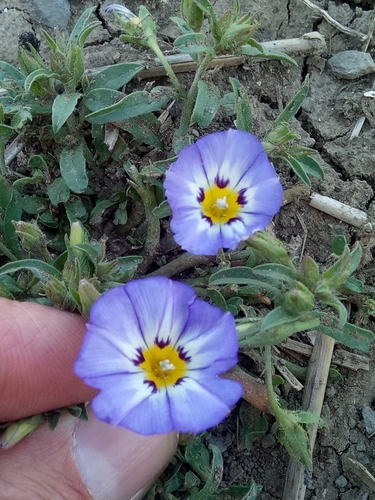 Convolvulus tricolor