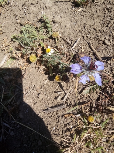 Convolvulus tricolor