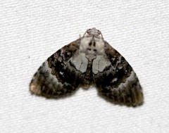 Acatapaustus leucospila