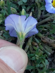 Convolvulus tricolor image