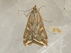 Loxostege munroealis
