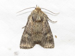 Mesapamea fractilinea