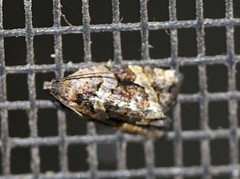 Asthenoptycha tolmera