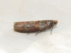 Sciota carneella