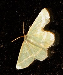 Mixocera latilineata