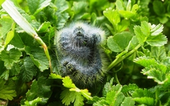 Thaumetopoea herculeana