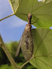 Neoneuromus orientalis