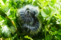 Thaumetopoea herculeana