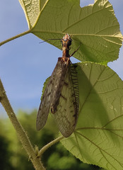 Neoneuromus orientalis